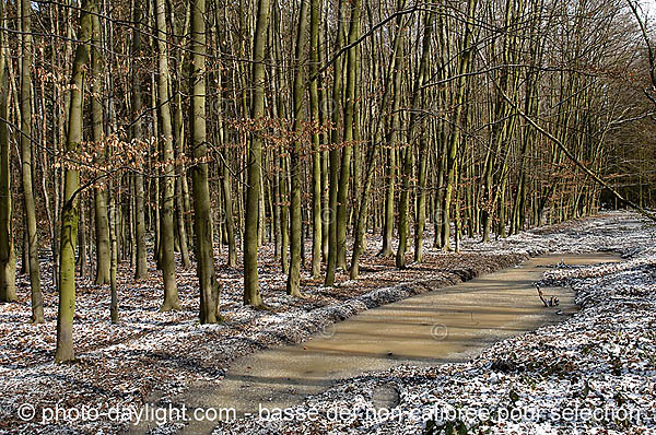 bois en hiver